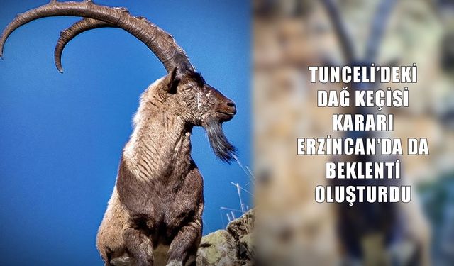 Dağ keçileri için Tunceli kararı sonrası Erzincan’da beklenti