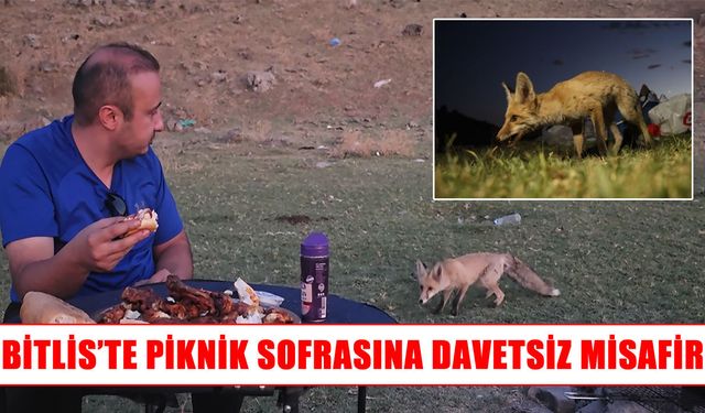 Bitlis’te piknikçilerin sofrasına tilki misafir oldu