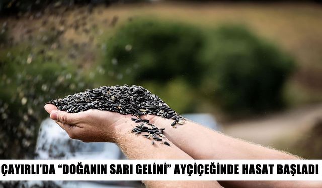 Çayırlı’da ayçiçeği tarlalarında hasat mesaisi başladı