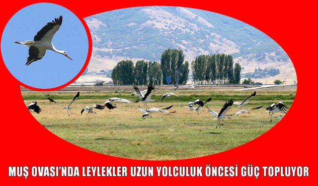 Muş Ovası’nda leyleklerin göç hazırlığı başladı