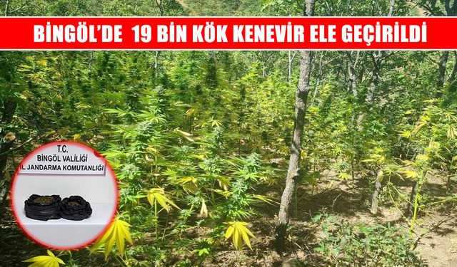Bingöl’de jandarmadan uyuşturucu operasyonu: 19 bin kök kenevir ele geçirildi
