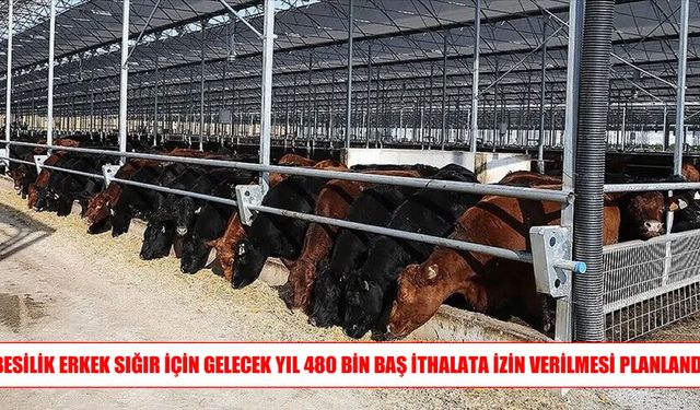 Besilik erkek sığır ithalatında 2027 planı: 480 bin baş
