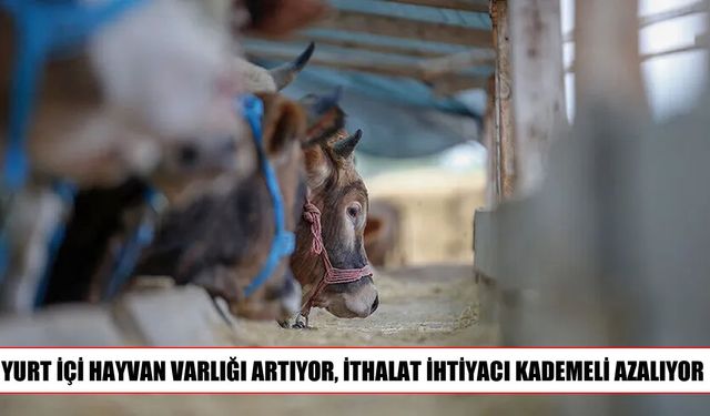 Hayvancılıkta yeni dönem: ithalat kademeli olarak geriliyor