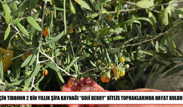 Çin Tıbbının 2 bin yıllık meyvesi Goji Berry, Bitlis topraklarında yetiştirildi
