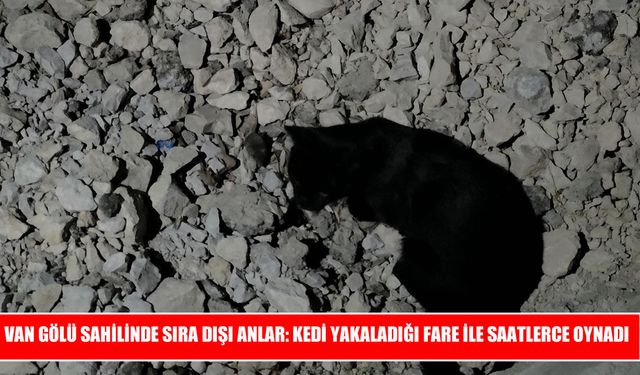 Kedinin fareyle oyunu Van Gölü sahilinde tebessüm ettirdi