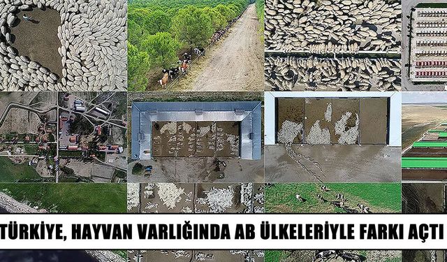 Türkiye'nin hayvan varlığı AB ülkelerini geride bıraktı