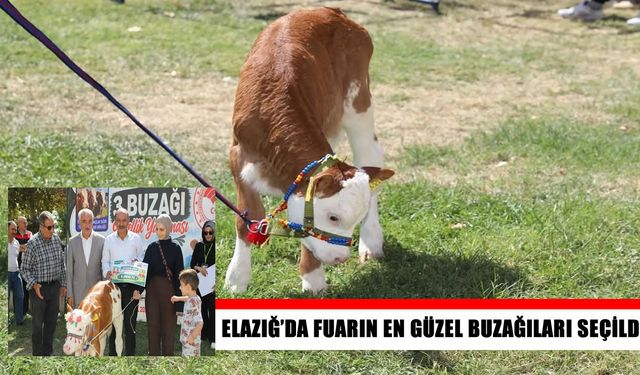 Elazığ’da buzağı güzellik yarışmasının kazananları ödüllendirildi