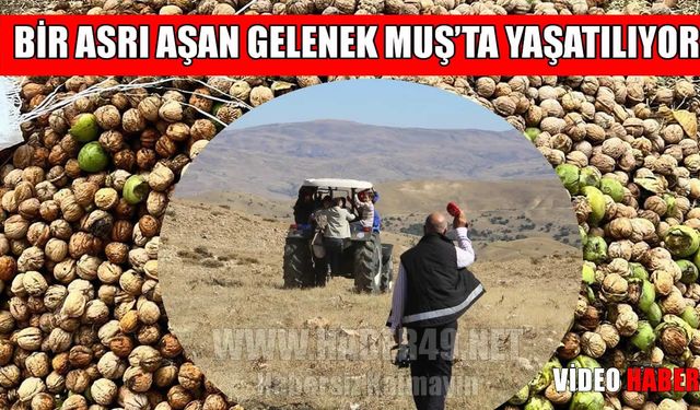 Muş’ta 111 yıllık imece geleneği ile ceviz hasadı başladı