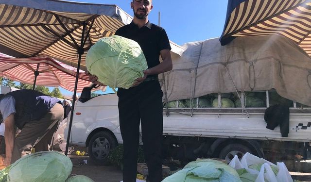 Erzincan'da turşuluk ve yemeklik lahanalar tezgahta yerini aldı