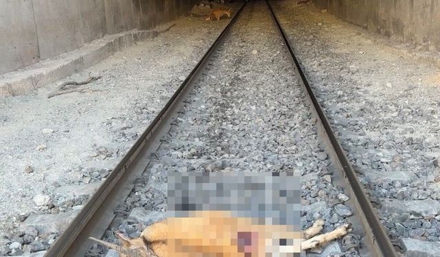 Tren, tünele giren dağ keçilerine çarptı