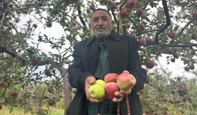 Van'da bir ağaçta hem kırmızı hem yeşil elma