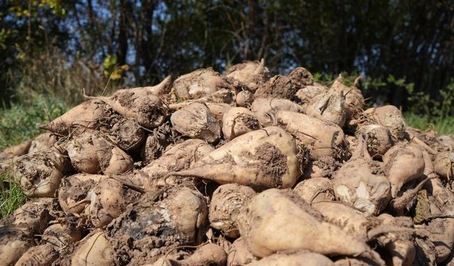 Şeker pancarı fiyatına tepki: "Üreticinin beklentisini karşılamadı"