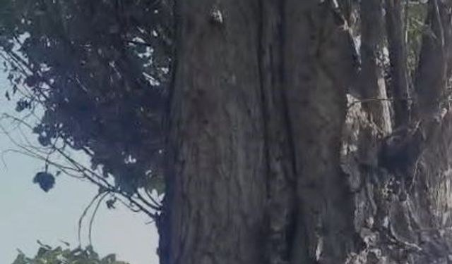Elazığ’da sincapların ceviz mesaisi güldürdü