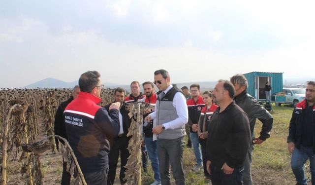 80 dönümlük tarlada ayçiçeği hasadı