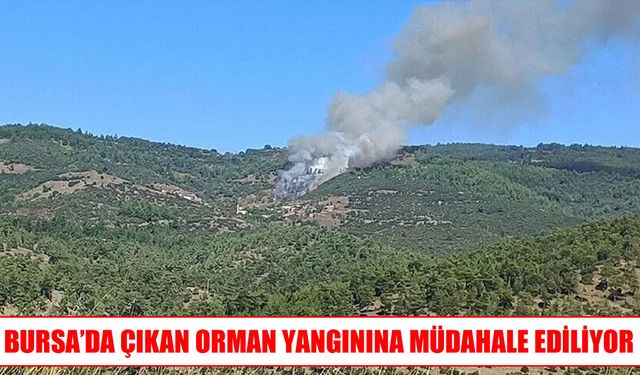 Bursa’da orman yangını: Havadan ve karadan müdahale ediliyor