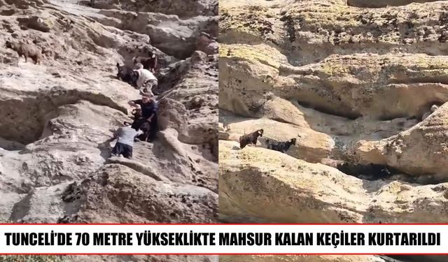 Tunceli’de uçurumda mahsur kalan keçiler kurtarıldı