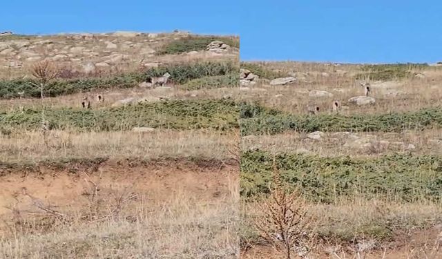 Doğanın sessiz tanıkları: Vaşak ailesi objektiflere takıldı