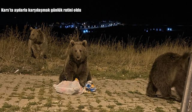 Kars'ta ayılarla karşılaşmak günlük rutini oldu
