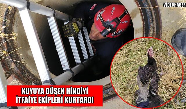 Muş’ta kuyuya düşen hindi kurtarıldı