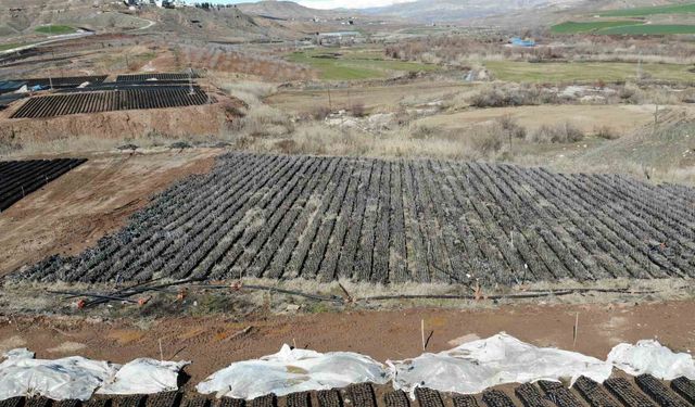 Siirt’te yetiştirilen fidanlar bölgenin fıstık ihtiyacını karşılıyor