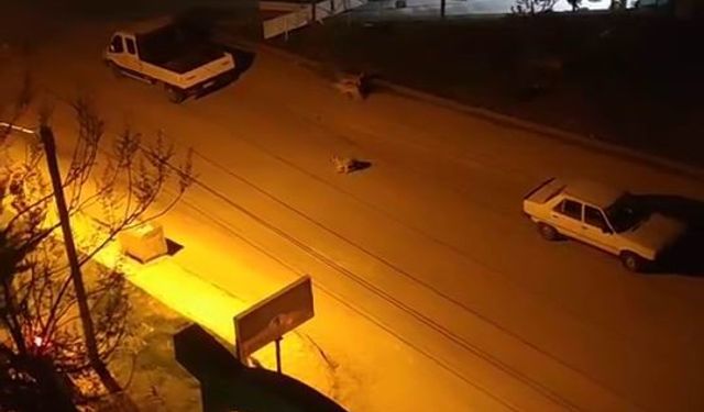 Elazığ'da sokak köpekleri çocuğa saldırdı  