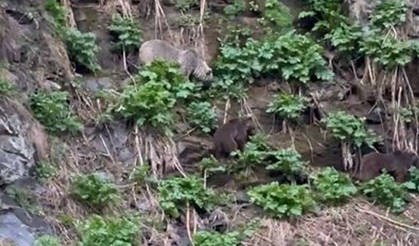 Ardahan'da Kura Nehri kenarında boz ayı ve yavruları görüntülendi