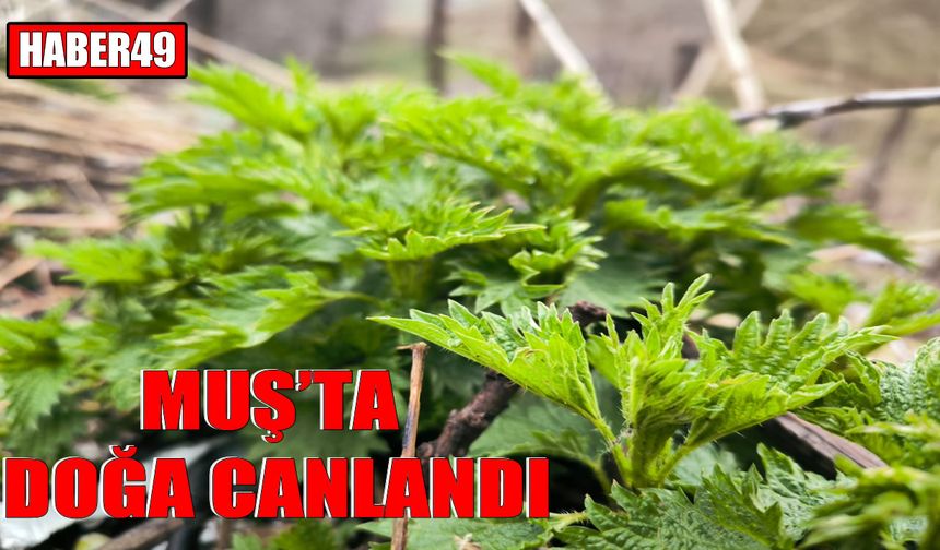 Muş’ta şifalı bitki bahar yağmurlarıyla yeşerdi