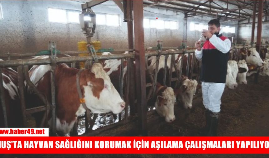 Muş'ta hayvan sağlığını korumak için aşılama çalışmaları başladı