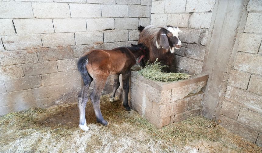 Muş’ta keçi ile tay arasında kurulan sıra dışı bağ duygulandırdı