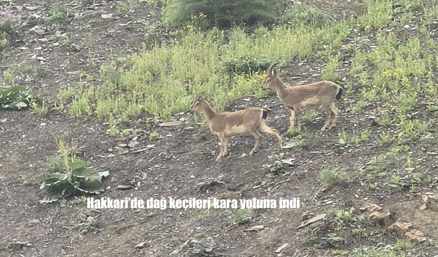 Hakkari’de Dağ Keçileri Kara Yoluna İndi: Vatandaşlar Büyük İlgi Gösterdi