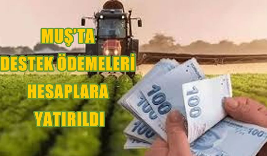 Muşlu çiftçiler dikkat: Buzağı desteği  ödemeleri başladı