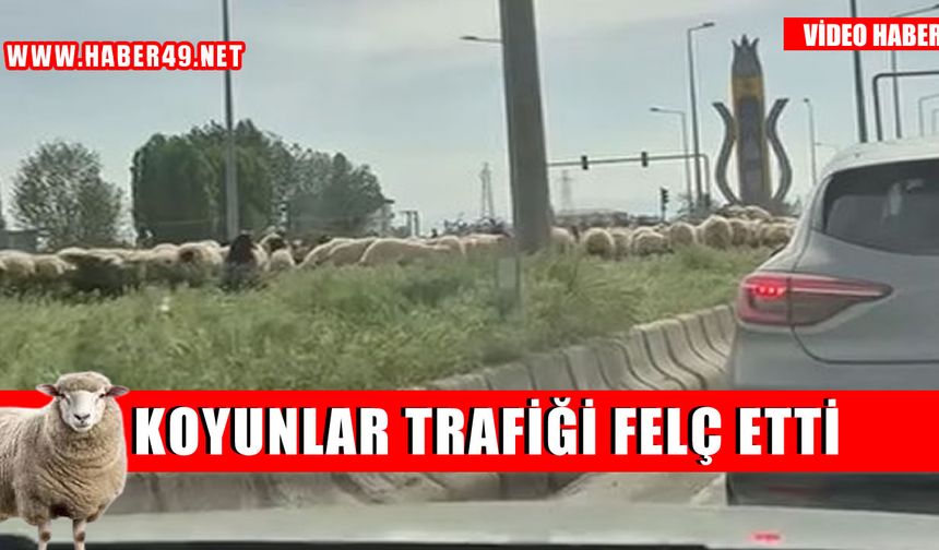 Muş'ta kara yoluna çıkan koyun sürüsü trafiği felç etti