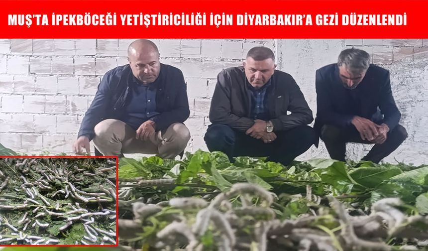Muşlu çiftçiler ipekböceği üretimini yerinde inceledi