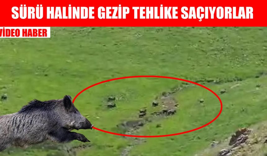 Muş’ta domuz sürüsü kameralara takıldı