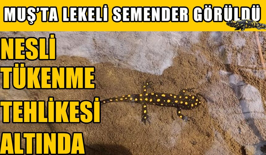 Hasköy’ün Karakütük dağlarında benekli semender görüldü