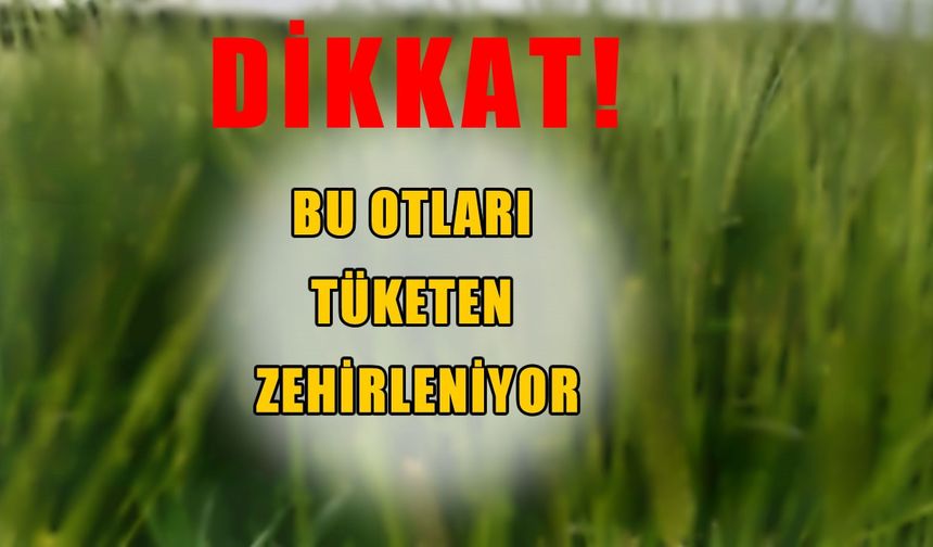 Muşlular dikkat: Bu otları yiyenler zehirleniyor!