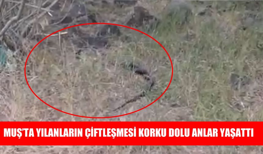Muş'ta yılanların çiftleşme anları görüntülendi
