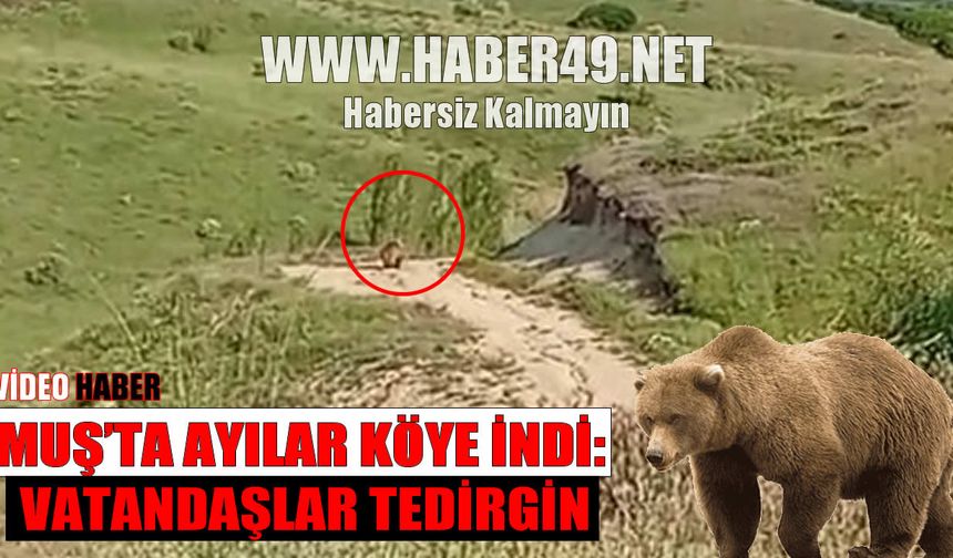 Muş’ta yürüyüşe çıkan vatandaşlar boz ayılarla karşılaştılar