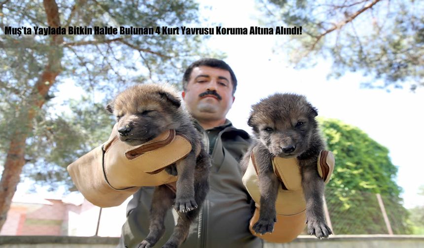 Muş'ta yaylada bitkin halde bulunan 4 kurt yavrusu koruma altına alındı!