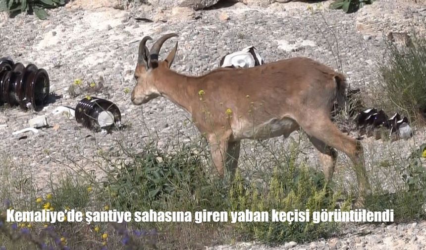 Erzincan Kemaliye’de Şantiye Sahasına Giren Yaban Keçisi Kamerada!