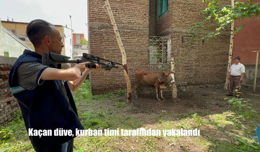 Kaçan Düve Sahibini Zor Durumda Bıraktı