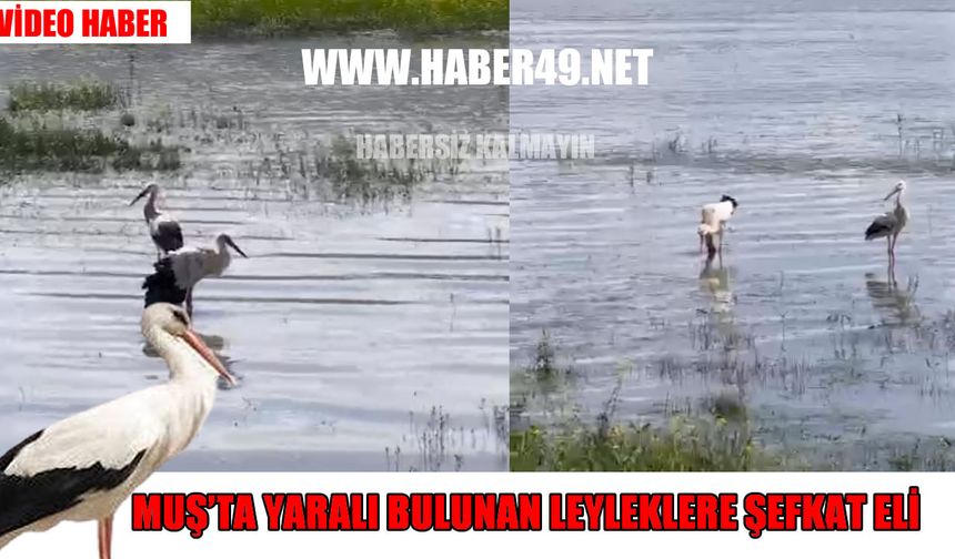 Bulanık’ta kanadı kırık leylek tedaviye alındı