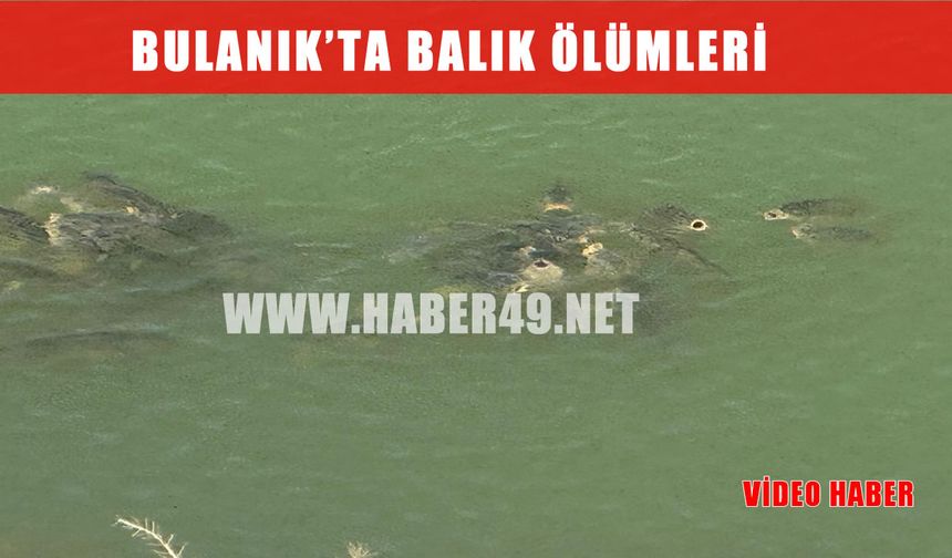 Bulanık’ta dikkat çeken görüntüler: Oksijensiz kalan balıklar su yüzeyine çıktı