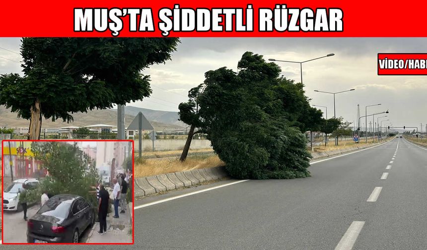 Muş’ta şiddetli rüzgar: Ağaç, arabanın üzerine devrildi