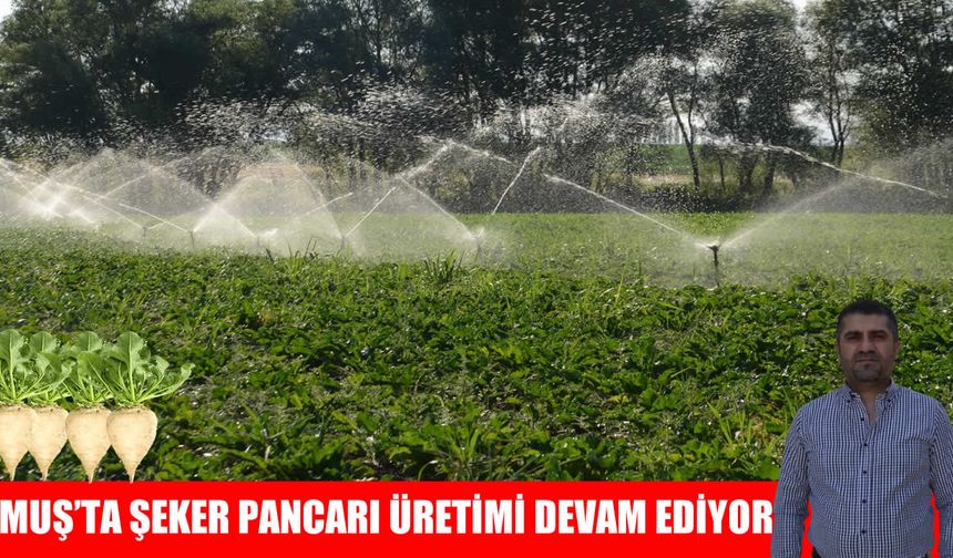 Muş’ta şeker pancarı üretimi devam ediyor: Hedef 380 bin ton