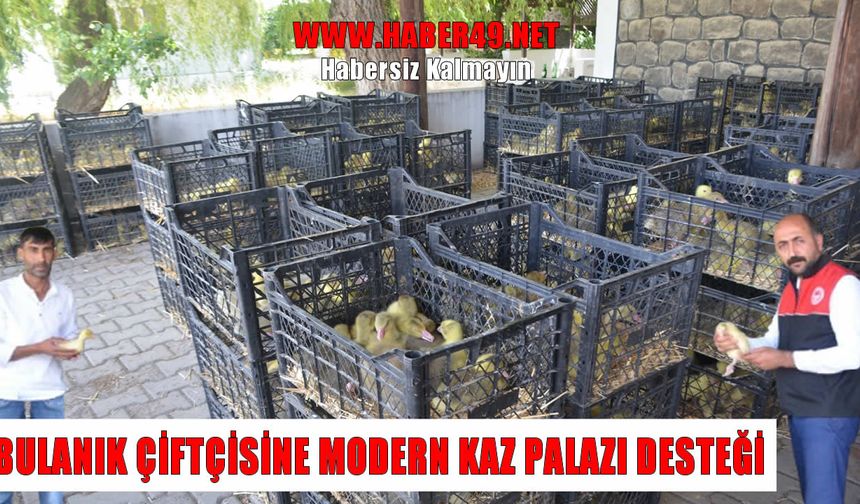 Bulanık’ta ‘Kaz Yetiştiriciliği' projesiyle kırsal kalkınmada yeni dönem başlıyor: Çiftçilere kaz palazları dağıtıldı