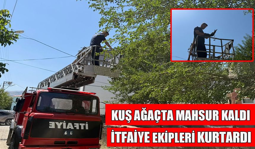Muş’ta ağaçta asılı kalan kuşu itfaiye kurtardı