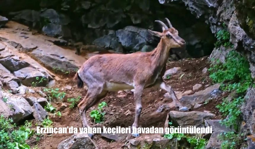 Erzincan’da Munzur Dağlarının Simgesi Yaban Keçileri Görüntülendi