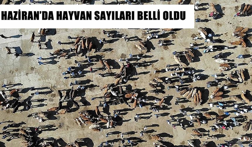 Türkiye geneli 17,2 milyon büyükbaş, 58,2 milyon küçük baş hayvan var!