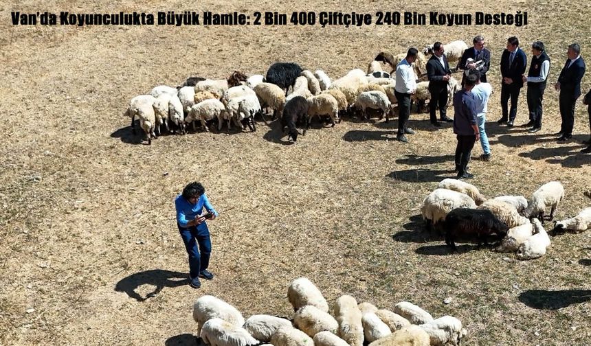 Van’da Koyunculukta Büyük Hamle: 2 Bin 400 Çiftçiye 240 Bin Koyun Desteği